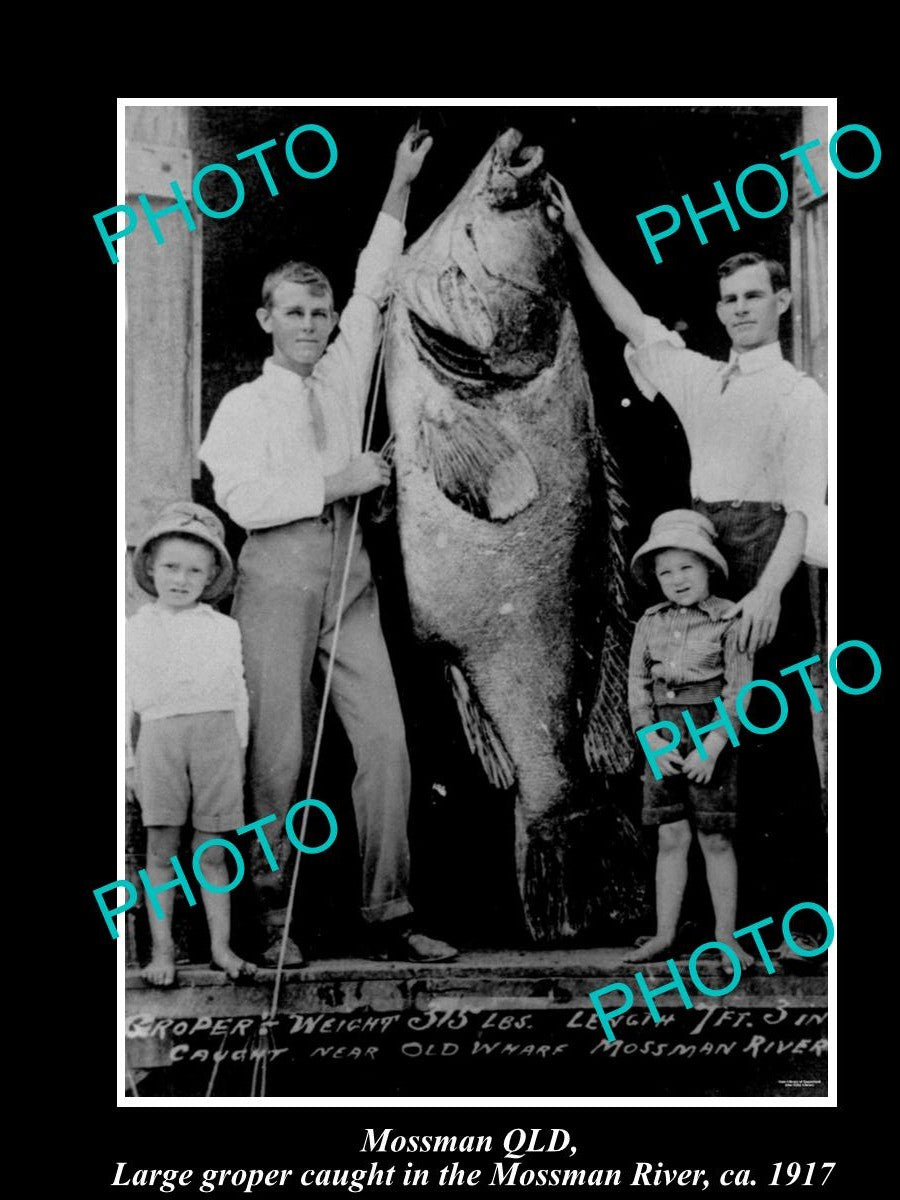 OLD LARGE HISTORIC FISHING PHOTO OF MOSSMAN QLD, HUGE QLD GROPER CAUGHT 1917