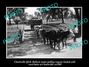 OLD LARGE HISTORIC PHOTO OF CHARLEVILLE QLD, BULLOCK TEAMS WITH WOOL WAGONS 1909