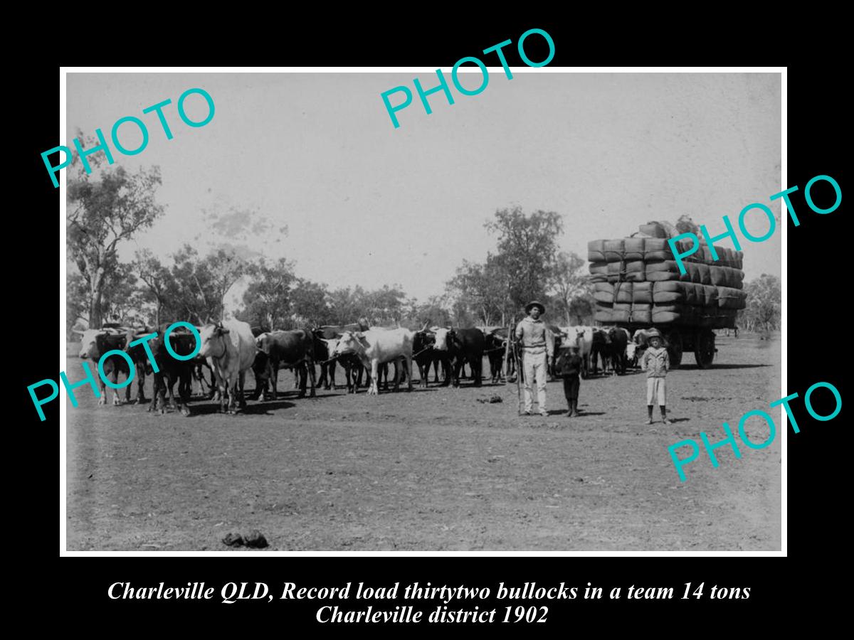 OLD LARGE HISTORIC PHOTO OF CHARLEVILLE QLD, BULLOCK TEAM WITH WOOL WAGON 1902