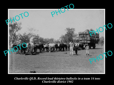 OLD LARGE HISTORIC PHOTO OF CHARLEVILLE QLD, BULLOCK TEAM WITH WOOL WAGON 1902