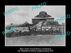 OLD LARGE HISTORIC PHOTO OF MUTTABURRA QLD, THE ACACIA DOWNS WOOL SHED c1921