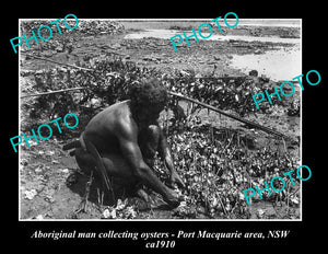 OLD LARGE HISTORIC PHOTO OF ABORIGINAL MAN COLLECTING OYSTERS, c1910 NSW