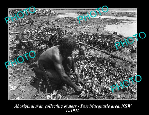 OLD LARGE HISTORIC PHOTO OF ABORIGINAL MAN COLLECTING OYSTERS, c1910 NSW