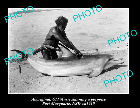 OLD LARGE HISTORIC PHOTO OF ABORIGINAL MAN SKINNING DOLPHIN ca1910 NSW