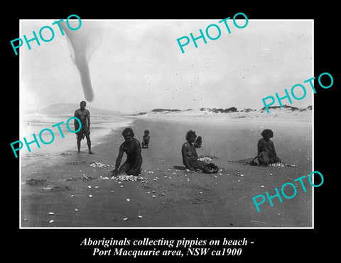 OLD LARGE HISTORIC PHOTO OF ABORIGINALS COLLECTING PIPPIES ON BEACH ca 1900 NSW