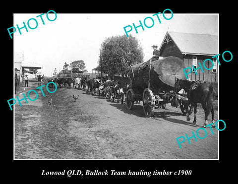 OLD LARGE HISTORIC PHOTO OF LOWOOD QLD, BULLOCK TEAM HAULING TUMBER ca1900