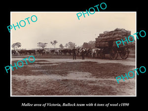 OLD LARGE HISTORIC PHOTO OF BULLOCK TEAM CARTING 6 TON OF WOOL, MALLEE c1890