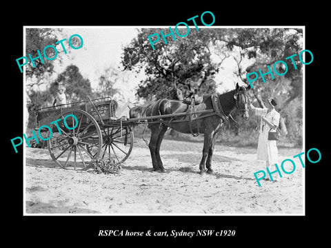 OLD LARGE HISTORIC PHOTO OF SYDNEY NSW, THE RSPCA RESCUE HORSE & CART c1920