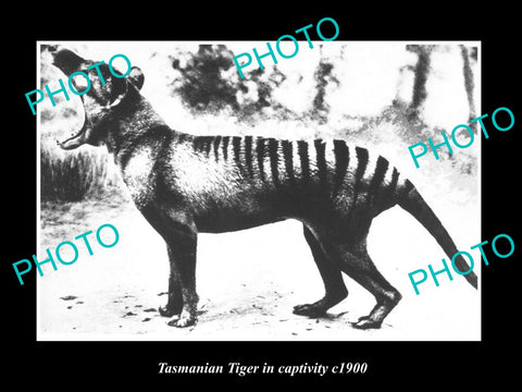 OLD LARGE HISTORIC PHOTO OF A TASMANIAN TIGER IN CAPTIVITY c1900 2