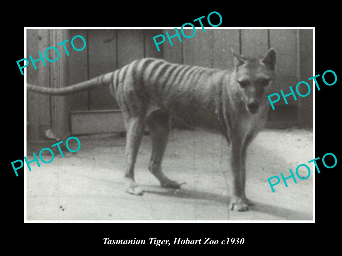 OLD LARGE HISTORIC PHOTO OF A TASMANIAN TIGER IN CAPTIVITY, HOBART ZOO c1930