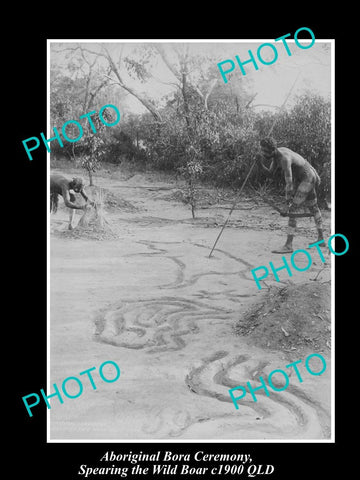 OLD LARGE HISTORIC PHOTO OF ABORIGINAL BORA CEREMONY, SPEARING  WILD BOAR c1900