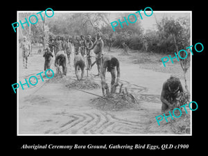 OLD LARGE HISTORIC PHOTO OF ABORIGINAL BORA CEREMONY, GATHERING EGGS c1900