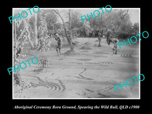 OLD LARGE HISTORIC PHOTO OF ABORIGINAL BORA CEREMONY, SPEARING BULL c1900