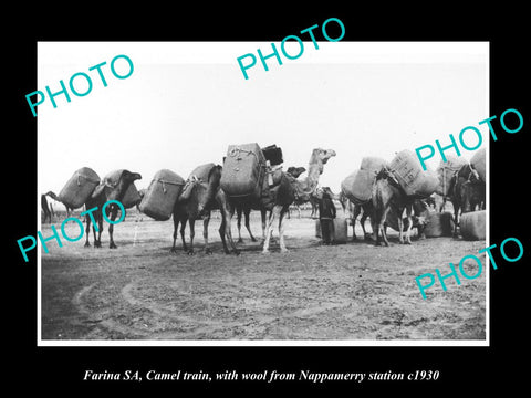 OLD LARGE HISTORIC PHOTO OF FARINA SA, CAMEL TEAM CARTING WOOL, NAPPAMERRY, 1930