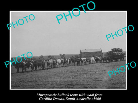 OLD LARGE HISTORIC PHOTO OF BULLOCK TEAM CARTING WOOL FROM CORDILLO DOWNS c1900