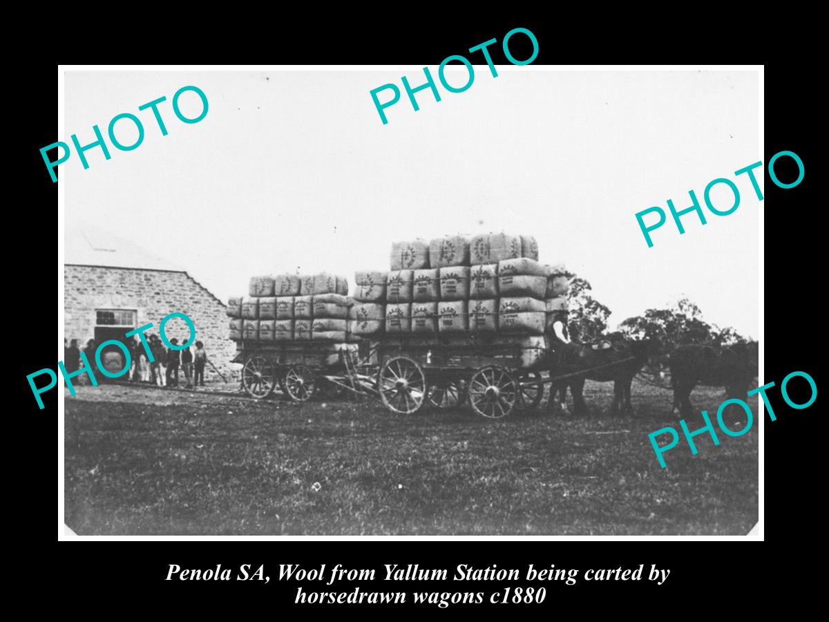 OLD LARGE HISTORIC PHOTO OF PENOLA SA, CARTING WOOL FROM YALLUM STATION c1880