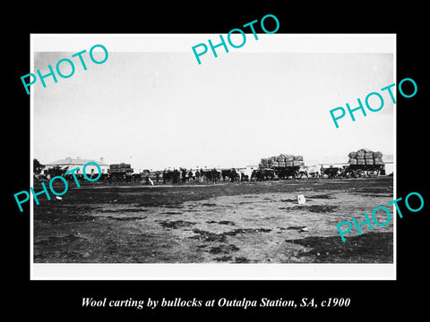 OLD LARGE HISTORIC PHOTO OF OUTALPA STATION BULLOCK TEAMS CARTING WOOL c1900 SA