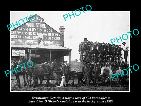 OLD LARGE HISTORIC PHOTO OF YARRAWONGA VICTORIA, WOOL STORE & RABBIT CATCH c1905