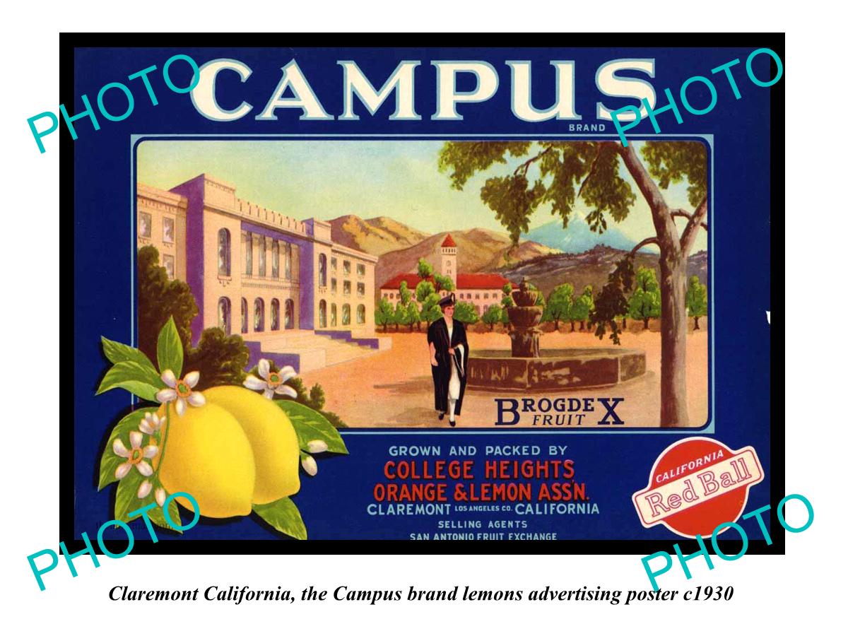 OLD LARGE HISTORIC PHOTO OF CLAREMONT CALIFORNIA, CAMPUS LEMONS POSTER c1930