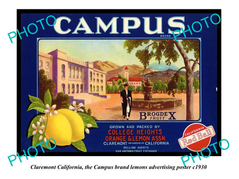 OLD LARGE HISTORIC PHOTO OF CLAREMONT CALIFORNIA, CAMPUS LEMONS POSTER c1930