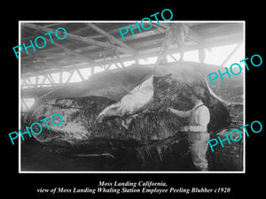 OLD LARGE HISTORIC PHOTO OF MOSS LANDING CALIFORNIA, THE WHALING STATION c1920 1