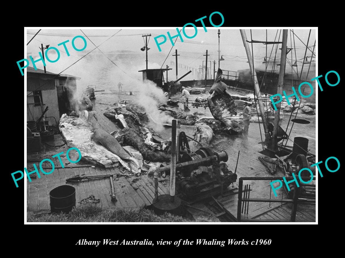 OLD LARGE HISTORIC PHOTO OF ALBANY WEST AUSTRALIA, VIEW OF WHALING WORKS c1960