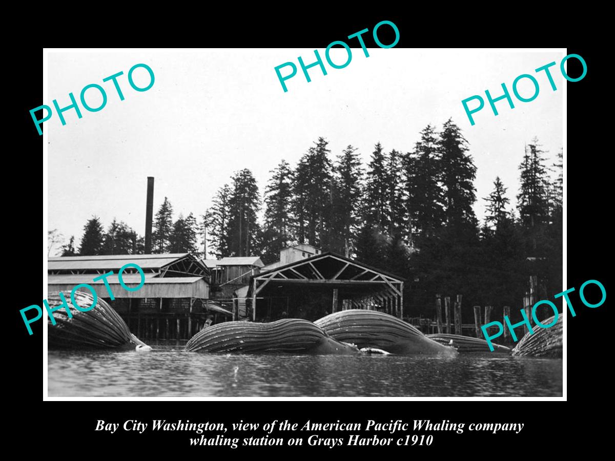 OLD LARGE HISTORIC PHOTO OF BAY CITY WASHINGTON, THE WHALING Co STATION c1910