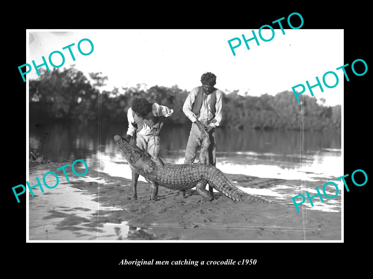 OLD LARGE HISTORIC PHOTO OF ABORIGINAL MEN CATCHING A CROCODILE c1950