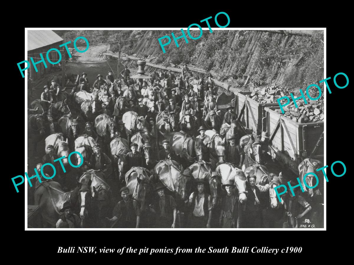 OLD LARGE HISTORIC PHOTO OF BULLI NSW, PIT PONIES FROM COAL MINE c1900 ...
