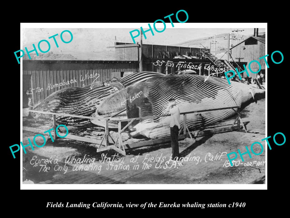 OLD LARGE HISTORIC PHOTO OF FIELDS LANDING CALIFORNIA, THE WHALING STATION c1940