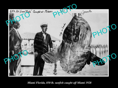 OLD LARGE HISTORIC PHOTO OF MIAMI FLORIDA, 850lb SUN FISH CAUGHT OFF MIAMI c1928