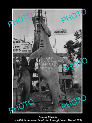 OLD LARGE HISTORIC PHOTO OF MIAMI FLORIDA, THE 1000lb HAMMERHEAD SHARK c1931