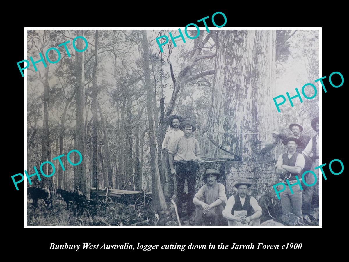 OLD LARGE HISTORIC PHOTO OF BUNBURY WEST AUSTRALIA, LOGGERS CUTTING JARRAH c1900