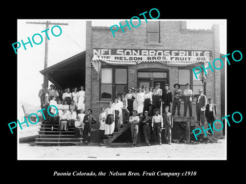 OLD LARGE HISTORIC PHOTO PAONIA COLORADO, THE NELSON BROS FRUIT COMPANY c1910