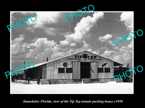 OLD LARGE HISTORIC PHOTO OF IMMOKALEE FLORIDA, THE  TIP TOP TOMATO HOUSE c1950