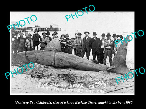 OLD LARGE HISTORIC PHOTO OF MONTEREY BAY CALIFORNIA, BASKING SHARK CAPTURE c1900