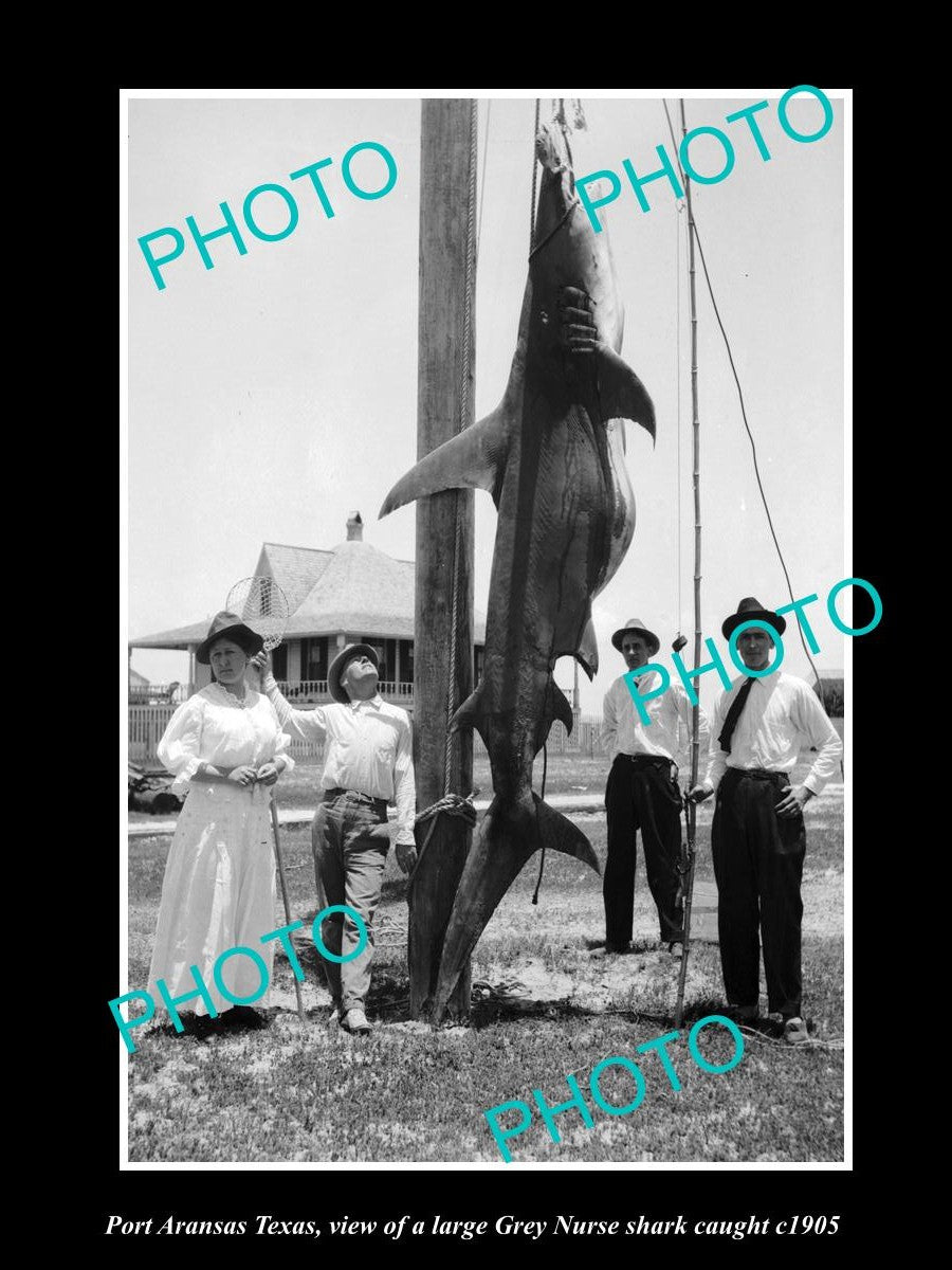 OLD HISTORIC PHOTO OF PORT ARANSAS TEXAS, CAPTURE OF LARGE GREY NURSE SHARK 1905